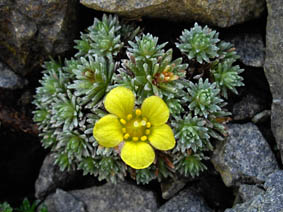 Saxifraga x geuderi 'Eulenspiegel'